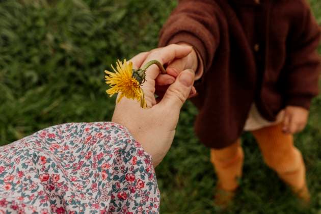 Child handinga yellow dandelion flower in green field Amsterdam, North Holland, Netherlands R_RTBZ2510090C-1861627-01