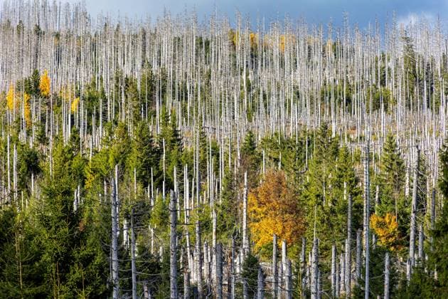 13.10.2025 Blick nahe der Achtermannshöhe bei Braunlage im Landkreis Goslar in Niedersachsen über abgestorbene Fichten hinweg. Verantwortlich dafür waren die von Dürre geprägten Trockenjahre von 2019 bis 2021 und der dadurch begünstigte Borkenkäferbefall, der es den Schädlingen ermöglichte, große Flächen zu befallen. Braunlage Niedersachsen Deutschland *** 13 10 2025 View near the Achtermannshöhe near Braunlage in the district of Goslar in Lower Saxony over dead spruce trees The drought years from 2019 to 2021 were responsible for this and the resulting favorable bark beetle infestation, which enabled the pests to infest large areas Braunlage Lower Saxony Germany