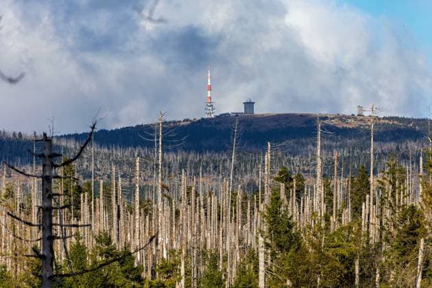 13.10.2025 Blick auf den Brocken im Landkreis Harz von Niedersachsen aus gesehen. Im Vordergrund stehen abgestorbene Fichten. Verantwortlich dafür waren die von Dürre geprägten Trockenjahre von 2019 bis 2021 und der dadurch begünstigte Borkenkäferbefall, der es den Schädlingen ermöglichte, große Flächen zu befallen. Braunlage Niedersachsen Deutschland *** 13 10 2025 View of the Brocken in the Harz district from Lower Saxony Dead spruce trees are in the foreground The drought years from 2019 to 2021, which were characterized by drought, and the resulting bark beetle infestation, which enabled the pests to infest large areas, were responsible for this Braunlage Lower Saxony Germany