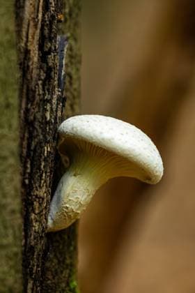 Pilz im Sauerland am 25.09.2025 weißer Pilz am Baum *** Mushroom in Sauerland on 25 09 2025 white mushroom on tree Copyright: xChantalxAndersx xChantalxAndersx