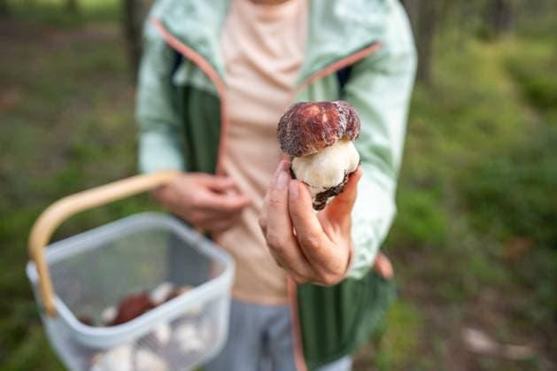 Weibliche Pilzsucherin hält frisch gepflückten Steinpilz mit intaktem Stiel im grünen Wald auf Reisen Weibliche Pilzsucherin hält frisch gepflückten Steinpilz mit intaktem Stiel im grünen Wald auf Reisen (License=RF) ,model released, Symbolfoto Copyright: xZoonar.com DmitriixMarchenkox 24038215 ,model released, Symbolfoto ,property released