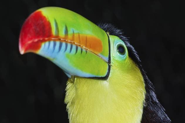 Kiefernschnabeltukan (Ramphastos sulfuratus), Costa Rica, Mittelamerika Keel-billed toucan (Ramphastos sulfuratus), Costa Rica, Central America Copyright: imageBROKER MarcoxSimoni iblsim15312923.jpg