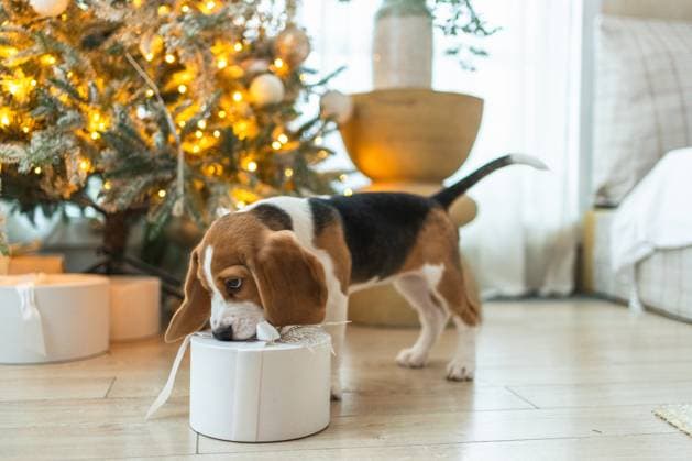 Lustige niedlichen Welpen Hund Beagle mit Geschenk-Box spielen in der Nähe von Weihnachtsbaum zu Hause Indoor. Vorbereitung für Urlaub. Pet Hund ruht zu Hause mit Weihnachtsschmuck. Glückliche Frohe Weihnachten Konzept. Funny cute puppy dog beagle with gift box playing near Christmas tree at home indoor. Preparation for holiday. Pet dog resting at home with Christmas decorations. Happy Merry Christmas concept (License=RF) Copyright: xZoonar.com IuliiaxZavalishinax 24043817
