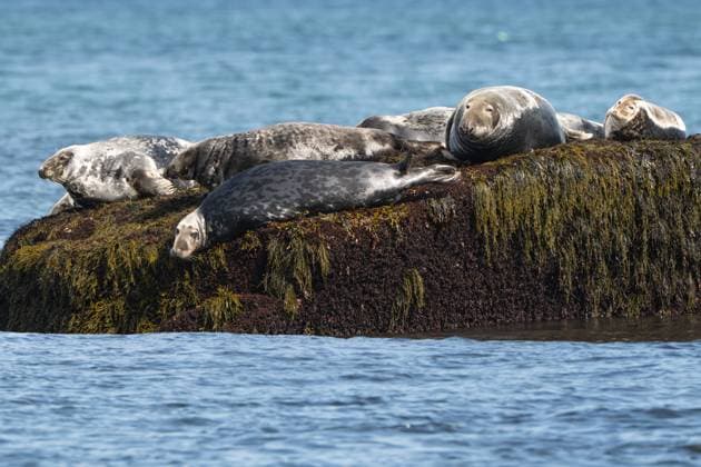 Grey Seals,Halichoerus grypus, sun on a rock Grand Manan, New Brunswick, Canada CR_HEMO251013-1861782-01