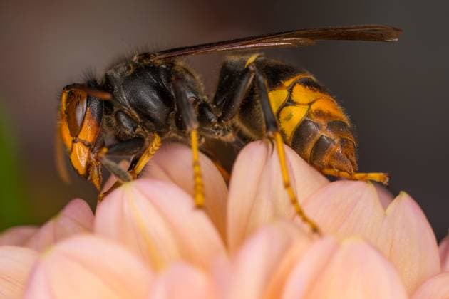 Asian hornet (Vespa velutina) A close-up of the Japanese giant hornet, also known as the yellow-legged hornet or Asian predatory wasp, shows a species of hornet indigenous to Southeast Asia. It is of concern as an invasive species in some other countries, including most of Europe. This photo is taken in Brussels, Belgium, on October 15, 2025. Brussels Belgium  Copyright: xJonathanxRaax originalFilename: raa-asianhor251015_npbf2.jpg