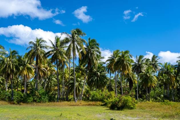 Hohe Kokospalmen stehen vor einem strahlend blauen Himmel auf dem Tikehau-Atoll, Tuamotus, Französisch-Polynesien. Grüne Vegetation und vereinzelte Wolken schaffen ein perfektes tropisches Paradies Tall coconut trees stand against a bright blue sky on Tikehau Atoll, Tuamotus, French Polynesia. Green vegetation and scattered clouds create a perfect tropical paradise (License=RF) Copyright: xZoonar.com LaurentxDavoustx 23944609