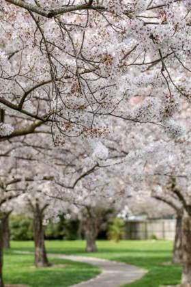 Malerischer Blick auf den Park mit einem Weg und Kirschblütenbäumen. Sakura-Garten. Frühling Malerischer Blick auf den Park mit einem Weg und Kirschblütenbäumen. Sakura-Garten. Frühling (License=RF) Copyright: xZoonar.com ViktoriiaxPopovax 24062995