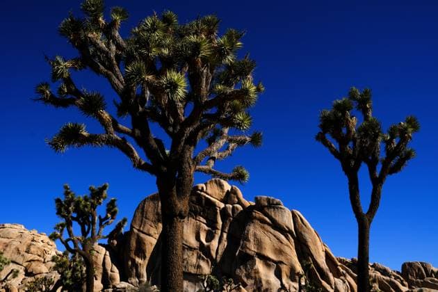 Kalendermotive: Joshua Tree National Park October 18, 2025, Joshua Tree, California, USA: Joshua Tree National Park during the United States federal government shutdown. Rangers are present in the park but are not charging visitors an entry fee. Two distinct desert ecosystems, the Mojave and the Colorado, come together in the Southern California Park.Climbers enjoy rock formations surrounded by a desert landscape filled with Joshua trees. Joshua Tree USA - ZUMAr19_ 20251018_zap_r19_046 Copyright: xRuaridhxStewartx