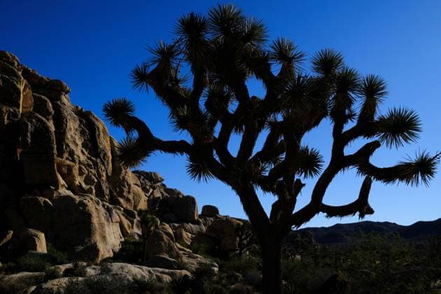 Kalendermotive: Joshua Tree National Park October 18, 2025, Joshua Tree, California, USA: Joshua Tree National Park during the United States federal government shutdown. Rangers are present in the park but are not charging visitors an entry fee. Two distinct desert ecosystems, the Mojave and the Colorado, come together in the Southern California Park.Climbers enjoy rock formations surrounded by a desert landscape filled with Joshua trees. Joshua Tree USA - ZUMAr19_ 20251018_zap_r19_035 Copyright: xRuaridhxStewartx