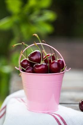 Reife Kirschen in einem rosa Metalleimer in einem grünen Garten. Platz zum Kopieren. Ripe cherries in a metal pink bucket in a green garden. Copy space. High quality photo (License=RF) Copyright: xZoonar.com ViktoriiaxPopovax 24069795