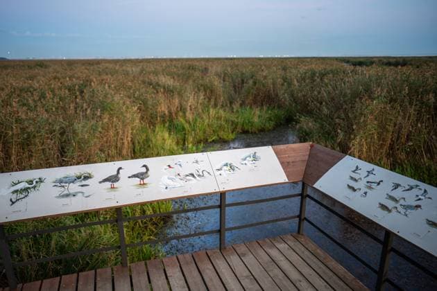 Ornithologische Beobachtungsstelle für Zugvögel und ansässige Vogelarten entlang der Küste im Herbst Ornithological observation site for migratory and resident bird species along the coastline of the Gulf of Finland, located in tall reed beds. 10 September 2025, St. Petersburg, Russia (License=RF) Copyright: xZoonar.com DmitriixMarchenkox 24072829
