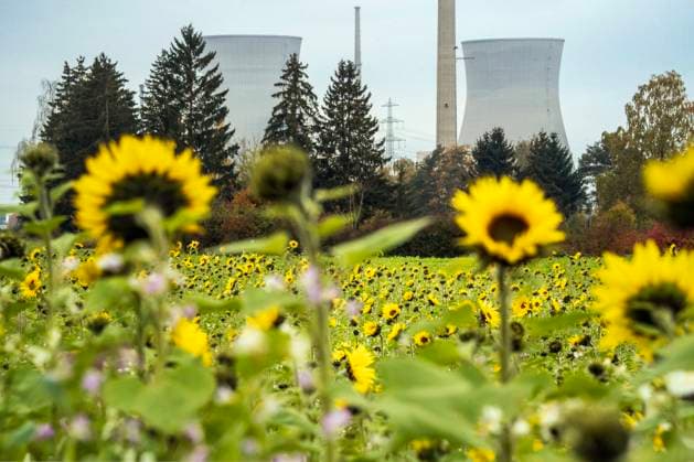 Stillgelegtes Kernkraftwerk Gundremmingen, Kühlturme werden am Samstag gesprengt, Sonnenblumenfeld, Gundremmingen, 20. Oktober 2025 Deutschland, Gundremmingen, 20. Oktober 2025, stillgelegtes Kernkraftwerk Gundremmingen, die je 160 Meter hohen Kühlturme werden am 25. Oktober um 12 Uhr gesprengt, Sonnenblumenfeld, der Rückbau läuft seit 2022, Betreiber war RWE zu 75% und PreussenElektra zu 25%, Atomausstieg, die zwei Siedewasserreaktoren wurden 1984, 1985 in Beetrieb genommen, Stillegung 2017 und 2021, Landkreis Günzburg, Bayern *** Decommissioned Gundremmingen nuclear power plant, cooling towers will be blown up on Saturday, Sonnenblumenfeld, Gundremmingen, October 20, 2025 Germany, Gundremmingen, October 20, 2025, decommissioned Gundr