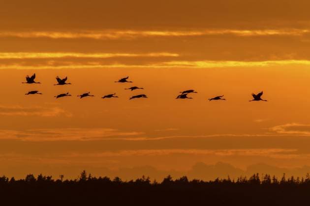 Kraniche fliegen über den Horizont bei einem orangefarbenen Himmel, Kranich (Grus grus) wildlife, Nationalpark Vorpommersche Boddenlandschaft, Zingst, Mecklenburg-Vorpommern, Deutschland Cranes fly over the horizon in an orange sky, crane (Grus grus) wildlife, Western Pomerania Lagoon Area National Park, Zingst, Mecklenburg-Western Pomerania, Germany Copyright: imageBROKER RonaldxWittek ibxron15374433.jpg