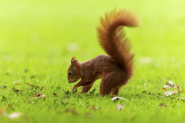 Eichhörnchen (Sciurus vulgaris), wildlife, Deutschland Squirrel (Sciurus vulgaris), wildlife, Germany Copyright: imageBROKER RonaldxWittek ibxron15404642.jpg