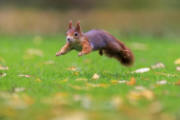 Ein rotes Eichhörnchen gleitet seitlich über die Wiese, scharf erfasst vor weichem Bokeh und herbstlichen Farbtupfern, Eichhörnchen (Sciurus vulgaris), wildlife, Deutschland A red squirrel glides sideways across the meadow, sharply captured by soft bokeh and autumnal splashes of color, squirrel (Sciurus vulgaris), wildlife, Germany Copyright: imageBROKER RonaldxWittek ibxron15404775.jpg