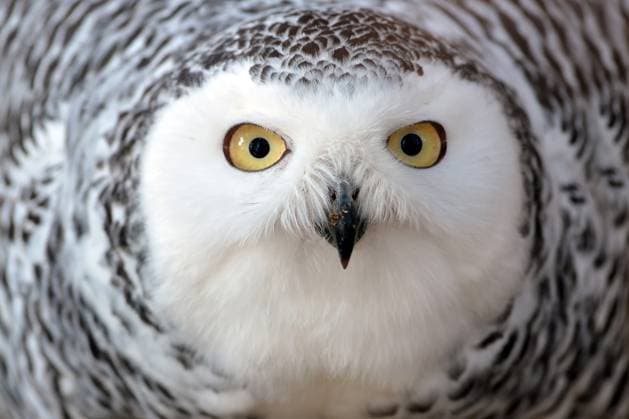 Entertainment Themen der Woche KW43 October 22, 2025, Havlickuv Brod, Czech Republic: A snowy owl (Bubo scandiacus) raised by a falconer as part of a captive-breeding program, pictured in its enclosure in Vysocina, Czech Republic. Havlickuv Brod Czech Republic - ZUMAr156 20251022_aap_r156_001 Copyright: xSlavekxRutax