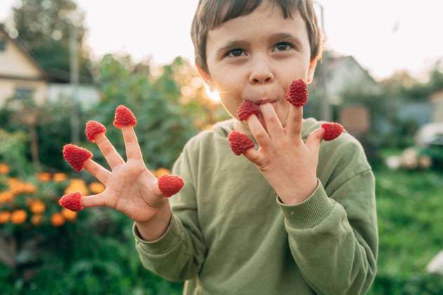 Child holding raspberries on fingers in vegetable garden during summer model released, Symbolfoto, ANAF05097