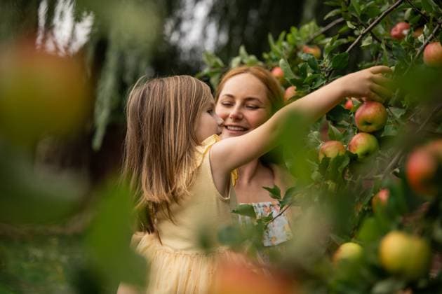 Mother and daughter picking apples together in a garden in autumn model released, Symbolfoto property released, IGEF00050