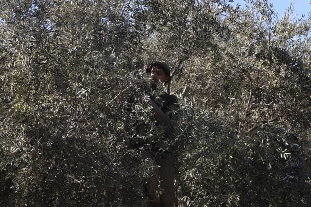 News Themen der Woche KW 43 First olive harvest begins in Gaza after two years DEIR AL-BALAH, GAZA - OCTOBER 25: Palestinians gather in Nuseirat refugee camp to harvest olives from the few trees that survived two years of war and heavy Israeli bombardment in Deir al-Balah, Gaza, on October 25, 2025. Approximately 85 percent of agricultural land has been damaged due to Israeli attacks, while production has fallen significantly as a result of the war. Khalil Ramzi Alkahlut Anadolu Gaza Deir al-Balah. Editorial use only. Please get in touch for any other usage.  Copyright: x2025xAnadoluxKhalilxRamzixAlkahlutx