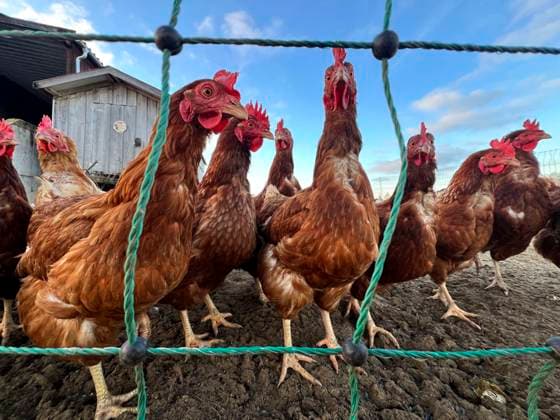 26.10.2025, Bad Wörishofen im Unterallgäu, Freilaufende Hühner in einem Freiluft-Hühnerstall an einem Bauernhof, die derzeit grassierende Vogelgrippe unter Kranichen bringt auch Hühnerhalter in Bedrängnis. 26.10.2025, Bad Wörishofen 26.10.2025, Bad Wörishofen *** 26 10 2025, Bad Wörishofen in Unterallgäu, Free-range chickens in an open-air chicken coop on a farm, the currently rampant bird flu among cranes also puts chicken farmers in distress 26 10 2025, Bad Wörishofen 26 10 2025, Bad Wörishofen