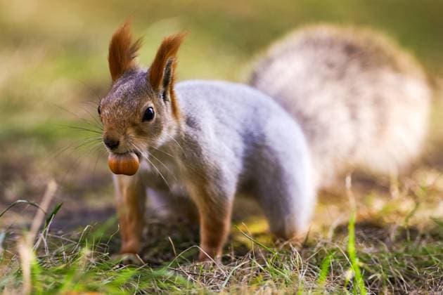 RUSSIA, NOVOSIBIRSK - OCTOBER 26, 2025: A squirrel holds a nut in its mouth in Central Park Novosibirsk Russia  - ZUMAt113 20251026_zaa_t113_119 Copyright: xKirillxKukhmarx