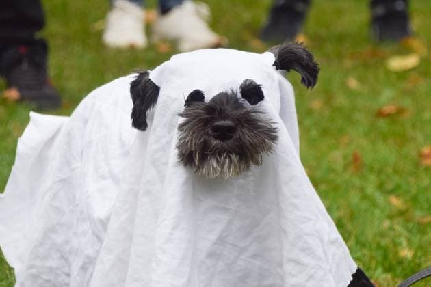 News Themen der Woche KW 43 October 26, 2025, London, England, United Kingdom: A dachshund wears a ghost costume during the annual Hyde Park Sausage Walk Halloweenie Party. London United Kingdom - ZUMAv130 20251026_zip_v130_029 Copyright: xVukxValcicx