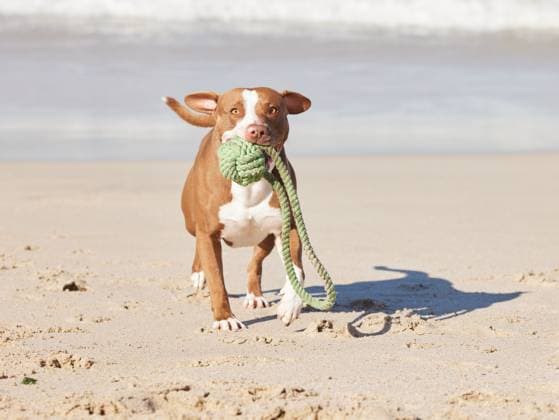 Beach, portrait and dog running with ball for fun exercise, healthy energy or animal playing in nature. Ocean, games and pitbull with outdoor pet training, fitness and wellness with toys in morning Beach, portrait and dog running with ball for fun exercise, healthy energy or animal playing in nature. Ocean, games and pitbull with outdoor pet training, fitness and wellness with toys in morning., property released, , 59668560.jpg RECORD DATE NOT STATED