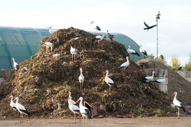 Störche auf der Büttelborner AWS Deponie - Büttelborn 27.10.2025: Kläranlage auf der AWS Deponie *** Storks at the Büttelborn AWS landfill site Büttelborn 27 10 2025 Wastewater treatment plant at the AWS landfill site