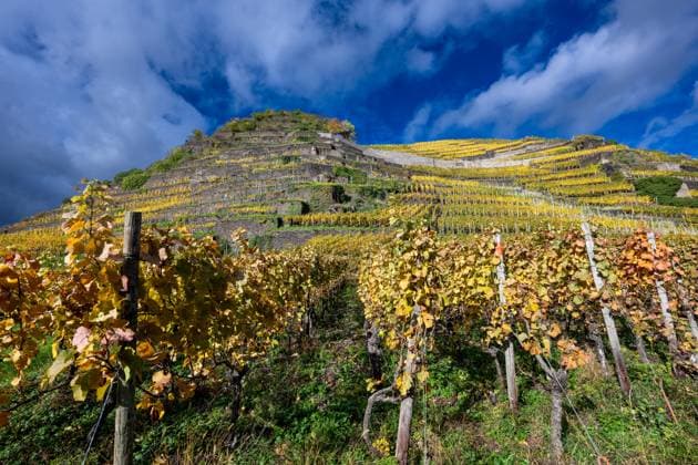24.10.2025, Walporzheim, GER, Im Bild: Das Laub der Reeben faerbt sich gelb, Indian Summer an der Ahr; Terrassenbau im Ahrtal Foto Wolfinger Weinberge, Terrassenbau, Reebstoecke an der Ahr *** 24 10 2025, Walporzheim, GER, In the picture The leaves of the vines turn yellow, Indian Summer on the Ahr Terraced vineyards in the Ahr valley Photo Wolfinger Weinberge, Terrassenbau, Reebstoecke an der Ahr WoDe