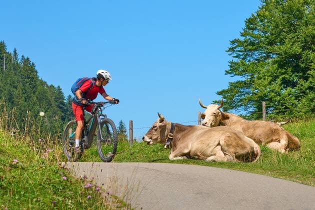 Frau mit Mountainbike trifft auf eine Kuhherde woman with electric mountain bike meeting a herd of curious milk cows in the Rappenalpen ValleyAllgaeu Alps near Oberstdorf, Bavaria, Germany (License=RF) ,model released, Symbolfoto Copyright: xZoonar.com UwexMoserx 23311224 ,model released, Symbolfoto ,property released