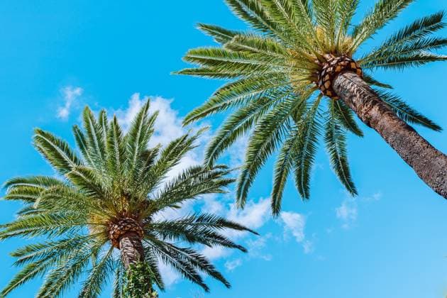 palmen gegen blauen himmel Tropical summer background with date palms (License=RF) Copyright: xZoonar.com stefaniax 24088044