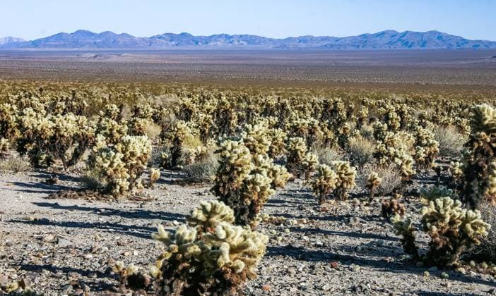 Kalendermotive: Joshua Tree National Park Teddy-bear cholla (Cylindropuntia bigelovii) - desert landscape, large thickets of prickly pear cactus with tenacious yellowish spines in Joshua Tree NP, California Teddy-bear cholla (Cylindropuntia bigelovii) - desert landscape, large thickets of prickly pear cactus with tenacious yellowish spines in Joshua Tree NP, California, 61037246.jpg RECORD DATE NOT STATED