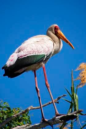 Gelbschnabelstorch, Chobe-Nationalpark, Botsuana Yellow Billed Stork, Mycteria ibis, Chobe River, Chobe National Park, Botswana, Africa (License=RF) Copyright: xZoonar.com AlxCarrerax 24094611