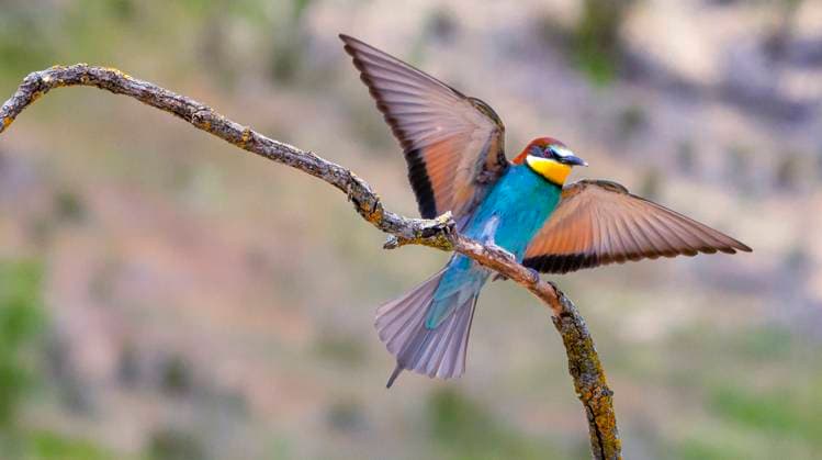 Bienenfresser, Spanien Bee-eater, Merops apiaster, Mediterranean Forest, Castilla y Leon, Spain, Europe (License=RF) Copyright: xZoonar.com AlxCarrerax 24094673