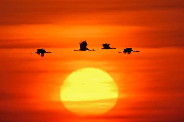 RECORD DATE NOT STATED Vogel des Glücks... Kranich ( Grus grus ), Silhouetten fliegender Kraniche, Vögel vor aufgehender untergehender Sonne, im Morgenrot, Abendrot, sehr stimmungsvolles Bild vom Kranichzug *** Silhouette of a flock of Common Cranes ( Grus grus ) flying in front of a beautiful sunrise red sky, wildlife, Europe. Mecklenburg-Vorpommern Deutschland, Westeuropa