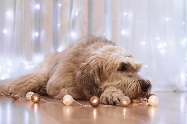 Langhaarige südrussische Schäferhund zu Hause liegt auf dem Boden mit Lichtern auf einem Hintergrund von Fenster mit weißem Vorhang. Long-haired South Russian Shepherd Dog at home is lying on a floor with lights on a background of window with white curtain. (License=RF) Copyright: xZoonar.com NadezhdaxZaitsevax 24097744