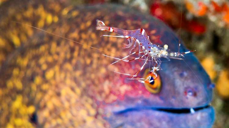 Riesenmuräne, Putzergarnele, Palaemonidae, riffbildende Korallen, Korallenriff, Lembeh, Nordsulawesi, Indonesien, Asien Giant Moray Cleaner Shrimp, Commensal Shrimp, Palaemonidae, Reef Building Corals, Coral Reef, Lembeh, North Sulawesi, Indonesia, Asia (License=RF) Copyright: xZoonar.com AlxCarrerax 24109170