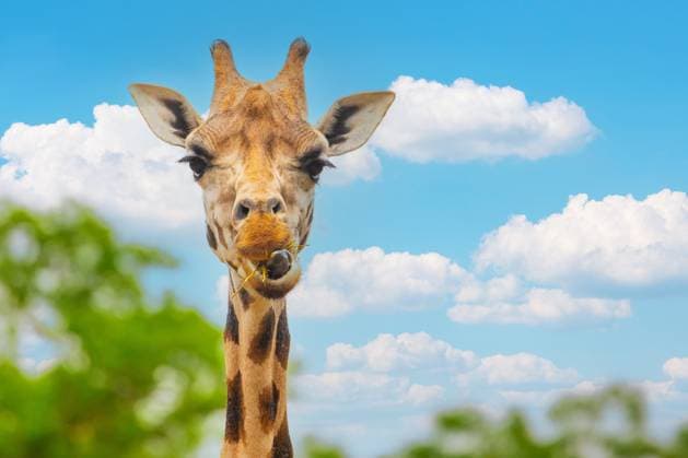 eine lustige Giraffe, die in Zelle blickt und trockenes Gras kaut. Natur Hintergrund und wildes Tier im Zoo-Konzept one funny giraffe looking into cell and chews dry grass. Natur background and wild animal in zoo concept (License=RF) Copyright: xZoonar.com ELENxMARLENx 24124275