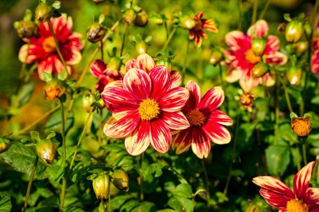 Dahlienbeet. Leuchtend rot-gelbe Blütenköpfe der Sorte Casanova Beetbepflanzung mit der einfach blühenden Dahlie. Nahaufnahme in schönem Sonnenlicht (License=RF) Copyright: xZoonar.com SandraAlkadox 24124430