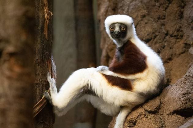 Verreaux sifaka weiß Blick auf die Kamera Verreaux sifaka weiß Blick auf die Kamera (License=RF) Copyright: xZoonar.com ELENxMARLENx 24128303