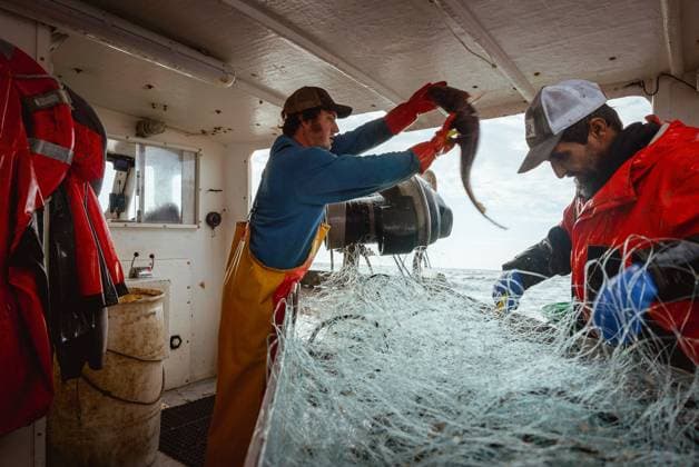 Commercial fishing and bycatch off the coast of Maine, USA - 28 Sept 2022 September 27, 2022, Portland, Maine, United States: On board a commercial fishing boat, a crew member throws a pollock fish while another sorts through the nets off the coast of Maine. A board a gillnet fishing boat, crew haul their catch of monkfish, pollock, and cod from the early hours of the morning until late at night. The fishing industry in Maine has recently taken a blow with a new set of restrictions on fishing and the environmental organization Seafood Watch recommending for people to avoid eating American lobster. This listing and regulation pose fresh threats to fishers livelihoods. While fisherfolk argue that lines pose only a minor risk to the incidenta Copyright: xMaileexOsten-Tanx
