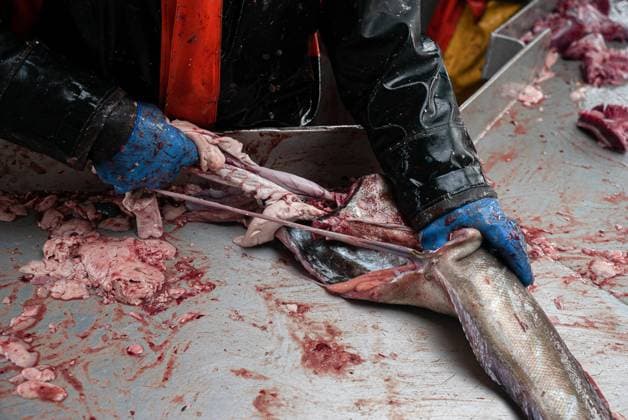 Commercial fishing and bycatch off the coast of Maine, USA - 28 Sept 2022 September 27, 2022, Portland, Maine, United States: A fisherman rips the guts from a pollock fish lying on a steel table aboard a boat in Maine. A board a gillnet fishing boat, crew haul their catch of monkfish, pollock, and cod from the early hours of the morning until late at night. The fishing industry in Maine has recently taken a blow with a new set of restrictions on fishing and the environmental organization Seafood Watch recommending for people to avoid eating American lobster. This listing and regulation pose fresh threats to fishers livelihoods. While fisherfolk argue that lines pose only a minor risk to the incidental capture of endangered species such as Copyright: xMaileexOsten-Tanx