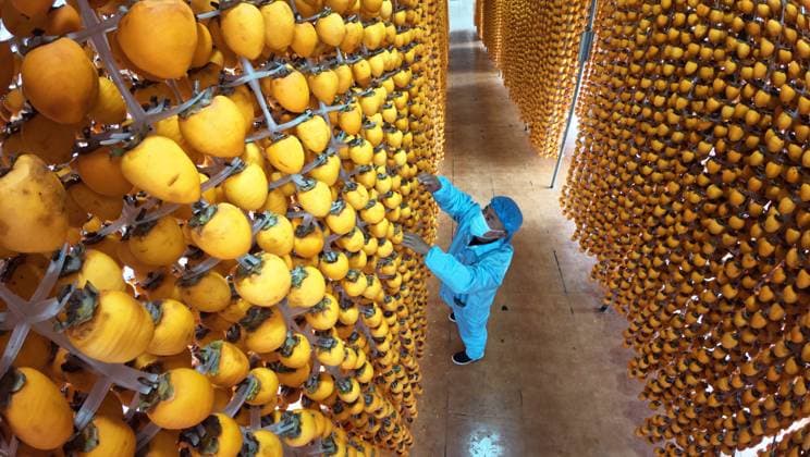 XUCHANG, CHINA - OCTOBER 29: Aerial view of a villager hanging persimmons to make dried persimmons at a processing factory on October 29, 2025 in Xuchang, Henan Province of China.  Copyright: xVCGx 111600774160