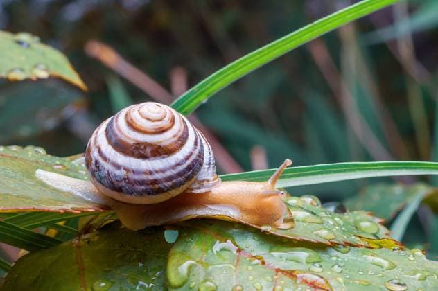 IMAGO Creative, Jahreszeit Sommer, Regen, Sommerregen Eine Gartenschnecke mit gestreiftem Gehäuse, die sich auf einem taufrischen Blatt in einer natürlichen Umgebung ausruht. A garden snail rests on a dewy green leaf, showcasing its striped shell and glistening body, adding a touch of nature s beauty. (License=RF) Copyright: xZoonar.com AndriixAbryutinx 24157617