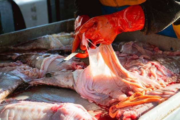 Commercial fishing and bycatch off the coast of Maine, USA - 28 Sept 2022 September 28, 2022, Portland, Maine, United States: A crew member wearing red protective gloves aboard a commercial fishing boat slices the guts away from a monkfish on a steel table, caught off the coast of Maine. A board a gillnet fishing boat, crew haul their catch of monkfish, pollock, and cod from the early hours of the morning until late at night. The fishing industry in Maine has recently taken a blow with a new set of restrictions on fishing and the environmental organization Seafood Watch recommending for people to avoid eating American lobster. This listing and regulation pose fresh threats to fishers livelihoods. While fisherfolk argue that lines pose only Copyright: xMaileexOsten-Tanx