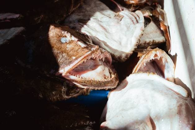 Commercial fishing and bycatch off the coast of Maine, USA - 28 Sept 2022 September 28, 2022, Portland, Maine, United States: Dead monkfish in a blue bucket with their mouths open aboard a commercial fishing boat off the coast of Maine. A board a gillnet fishing boat, crew haul their catch of monkfish, pollock, and cod from the early hours of the morning until late at night. The fishing industry in Maine has recently taken a blow with a new set of restrictions on fishing and the environmental organization Seafood Watch recommending for people to avoid eating American lobster. This listing and regulation pose fresh threats to fishers livelihoods. While fisherfolk argue that lines pose only a minor risk to the incidental capture of endangere Copyright: xMaileexOsten-Tanx
