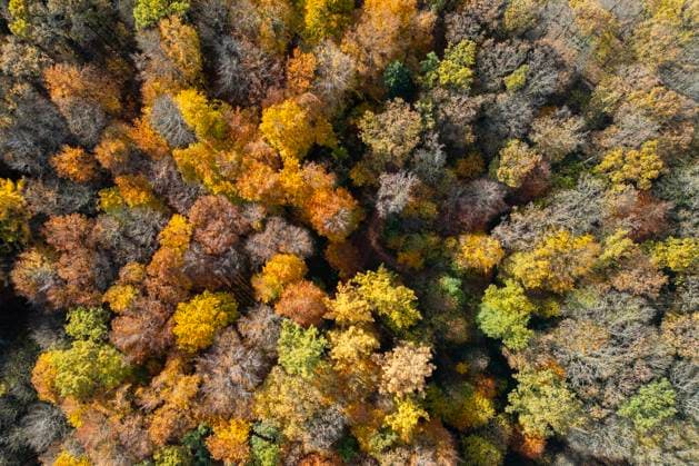 Luftaufnahme. Herbst im Siegerland. Indian Summer. Das bunte Herbstlaub strahlt an den Baeumen (Bäumen) in der Sonne wie hier bei Siegen-Oberschelden am Nachmittag. Herbst im Siegerland am 30.10.2025 in Siegen Deutschland. *** Aerial view Autumn in Siegerland Indian Summer The colorful autumn leaves shine on the trees in the sun like here near Siegen Oberschelden in the afternoon Autumn in Siegerland on 30 10 2025 in Siegen Germany