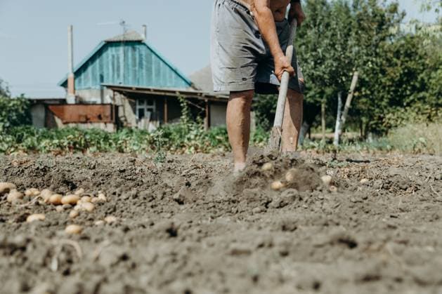 Portrait of a man digging potatoes in a vegetable garden. Portrait of one elderly Caucasian unrecognizable man in torn shorts and galoshes manually digging up potatoes with a shovel in a village garden against the backdrop of a house on a sunny summer day, bottom side view close-up. Concept of the lifestyle of village seniors, harvesting., 61265742.jpg RECORD DATE NOT STATED