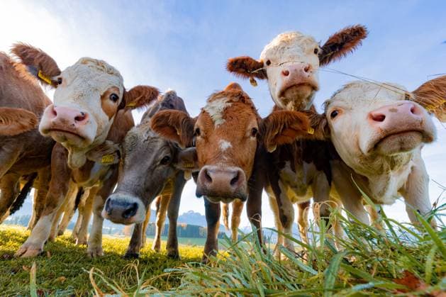 Entertainment Bilder des Tages 31.10.2025, Allgäu im Herbst, Fünf Kühe stehen auf einer Weide im Alpenvorland Nordrhein-Westfalen Deutschland *** 31 10 2025, Allgäu in fall, Five cows standing on a pasture in the foothills of the Alps North Rhine-Westphalia Germany