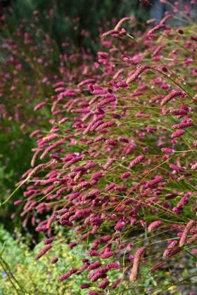 Sanguisorba officinalis, Sorte Pink Tanna - krautige Pflanze, die in der Volksmedizin als blutstillendes Mittel und zur Landschaftsgestaltung verwendet wird. Sanguisorba officinalis, Pink Tanna variety - A herbaceous plant used in folk medicine as a hemostatic and for landscaping. (License=RF) Copyright: xZoonar.com OlgaxVolodinax 24185319